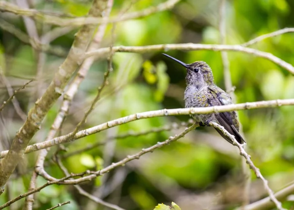 Annas Kolibri (calypte anna)) — Stockfoto