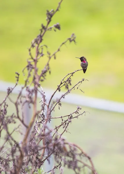 Anna's Hummingbird (Calypte anna) — Stockfoto