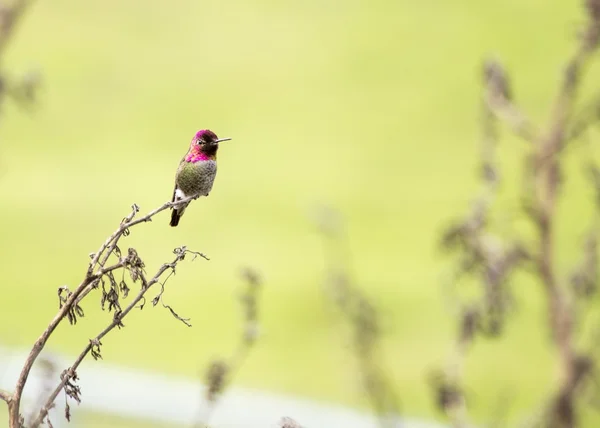 Anna's Hummingbird (Calypte anna) — Stockfoto