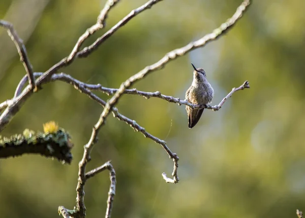 Anny hummingbird (calypte anna) — Stock fotografie