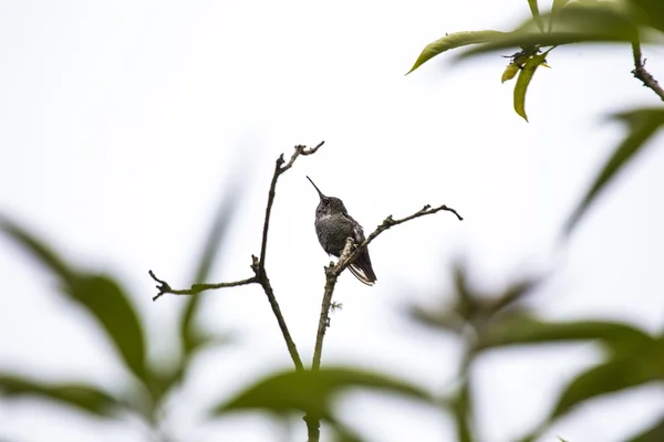 Anna 's Hummingbird (Calypte anna ) — стоковое фото