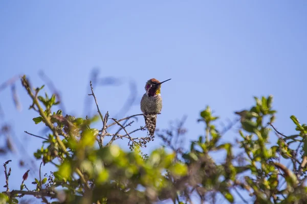 Anna's Hummingbird (Calypte anna) — Stock Photo, Image