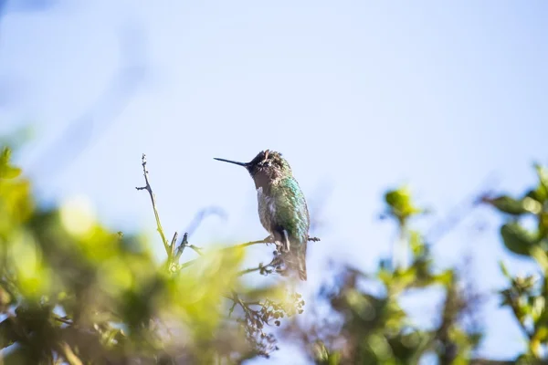 Anna koliber (AvibaseAnna'nın sinek kuşu (calypte anna) — Zdjęcie stockowe
