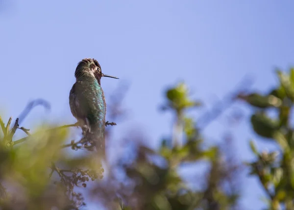 Beija-flor da Anna (Calypte anna ) — Fotografia de Stock