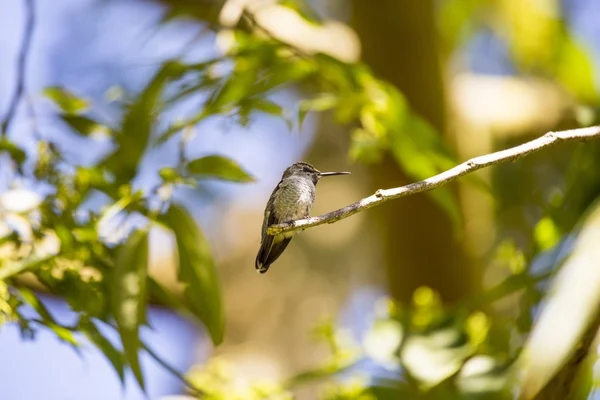 Anna 's Hummingbird (Calypte anna ) — стоковое фото