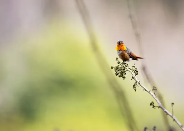 Beija-flor da Anna (Calypte anna ) — Fotografia de Stock