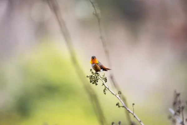 안 나의 벌 새 (안 나 calypte) — 스톡 사진