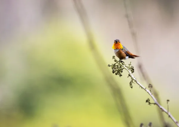 Anna koliber (AvibaseAnna'nın sinek kuşu (calypte anna) — Stok fotoğraf