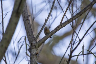 Çalıkuşu (regulus regulus)