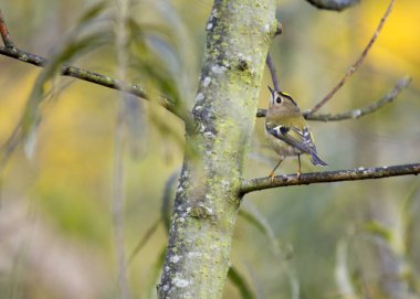 Çalıkuşu (regulus regulus)