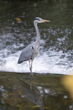 Gri Heron (Ardea cinerea)