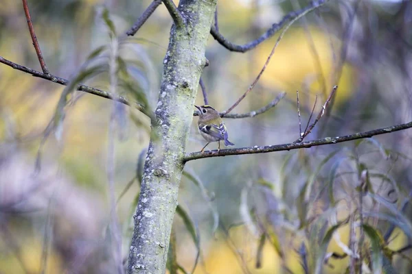 Çalıkuşu (regulus regulus) — Stok fotoğraf