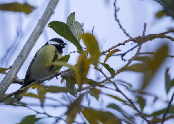 Gran Teta (Parus major ) — Foto de Stock