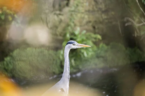 灰鲱鱼(Ardea cinerea)) — 图库照片