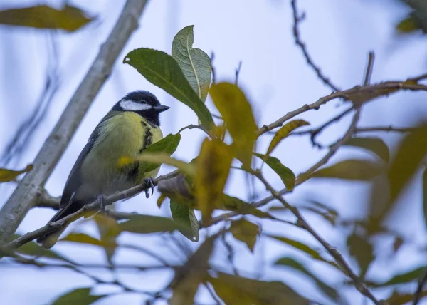 Gran Teta (Parus major ) — Foto de Stock