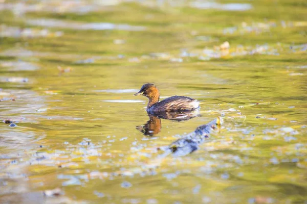 리틀 그레이브 (TachyBaptus ruficollis)) — 스톡 사진