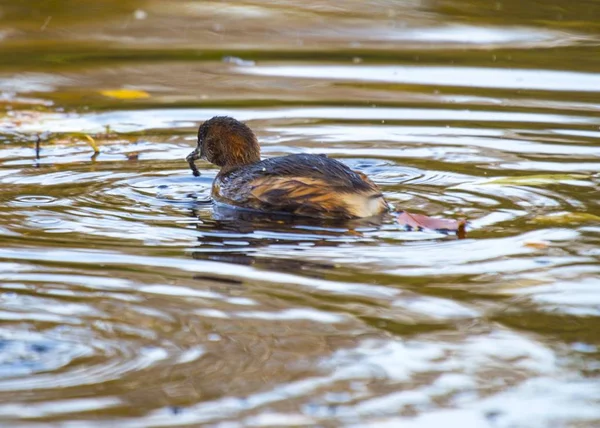 Małego Grebe (Tachybaptus ruficollis) — Zdjęcie stockowe