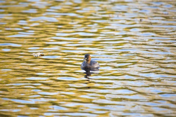 Kis Görög (Tachybaptus ruficollis)) — Stock Fotó