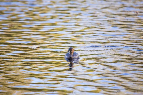 Little Grebe (Tachybaptus ruficollis)) — стоковое фото