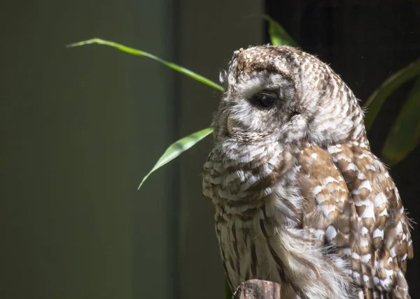 Gestreepte uil (Strix varia) — Stockfoto