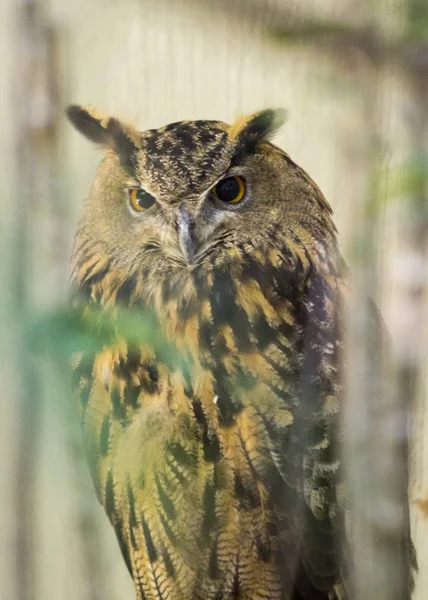 Евразийский сова (Bubo bubo) — стоковое фото