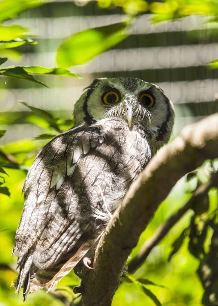 Southern White-Faced Owl (Ptilopsis granti) — Stock Photo, Image