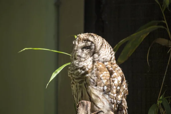 Barred Owl (Strix varia) — Stock Photo, Image