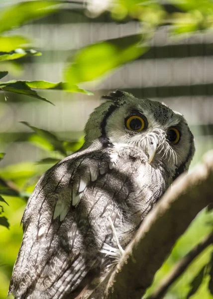 Southern White-Faced Owl (Ptilopsis granti) — Stock Photo, Image