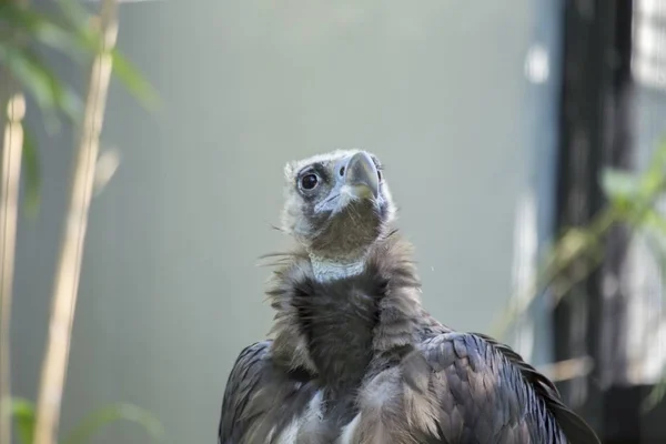 Svart Vulture (Aegypius monachus) — Stockfoto
