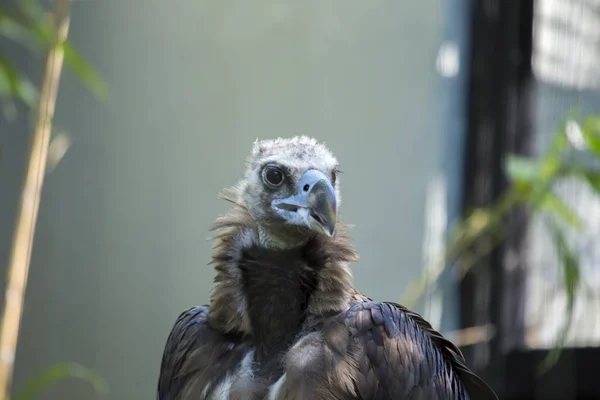 Eurasian Black Vulture (Aegypius monachus) — Stock Photo, Image