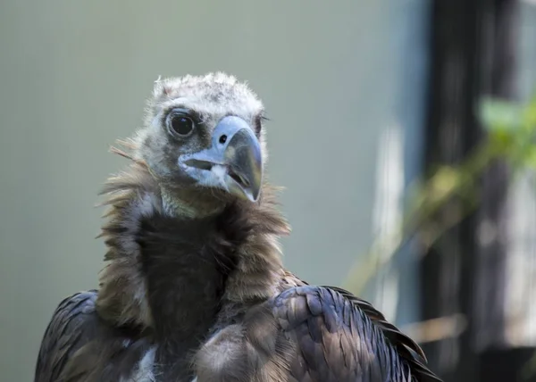 Svart Vulture (Aegypius monachus) — Stockfoto