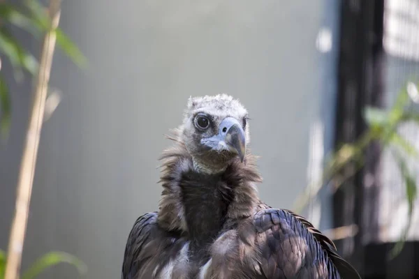 Svart Vulture (Aegypius monachus) — Stockfoto