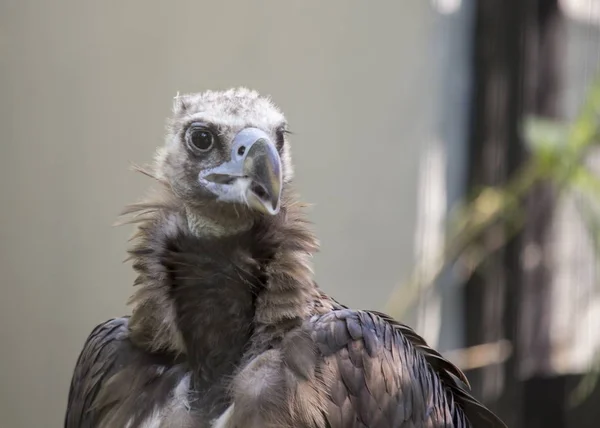 Eurasian Black Vulture (Aegypius monachus) — Stock Photo, Image