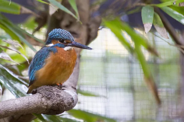 Gewone ijsvogel (Alcedo at this) — Stockfoto