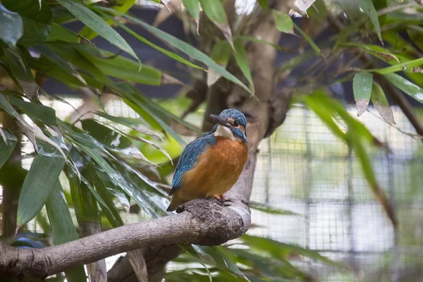 Common Kingfisher (Alcedo atthis) — Stock Photo, Image