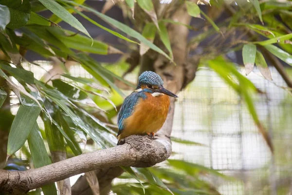 Kingfisher comum (Alcedo atthis ) — Fotografia de Stock