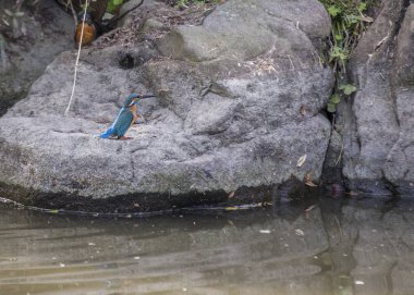 Genel Kingfisher (Alcedo at this)