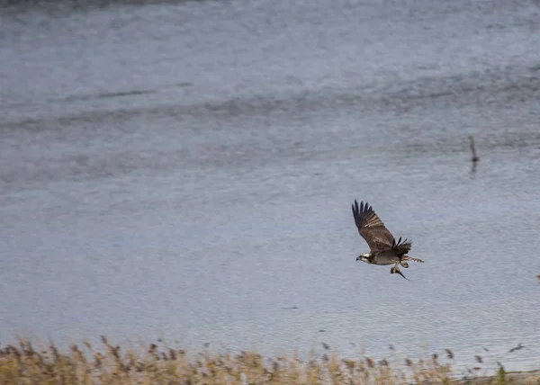 Osprey llevando pescado — Foto de Stock