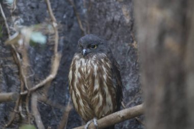 Kahverengi Şahin kuşu (Ninox scutulata)