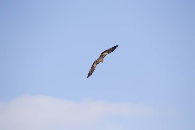 siyah uçurtma (milvus migrans)