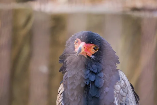 Bateleur (Terathopius ecaudatus) — Stock fotografie