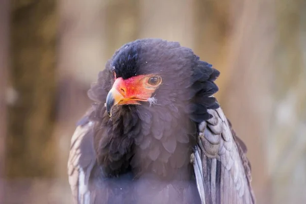 Bateleur (Terathopius ecaudatus) — Stock fotografie