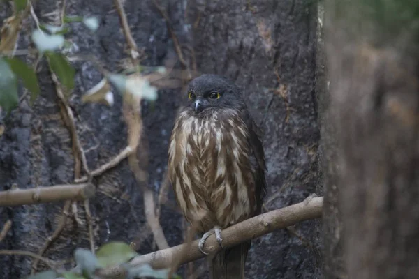 Sowa jarzębata brązowy (Ninox scutulata) — Zdjęcie stockowe