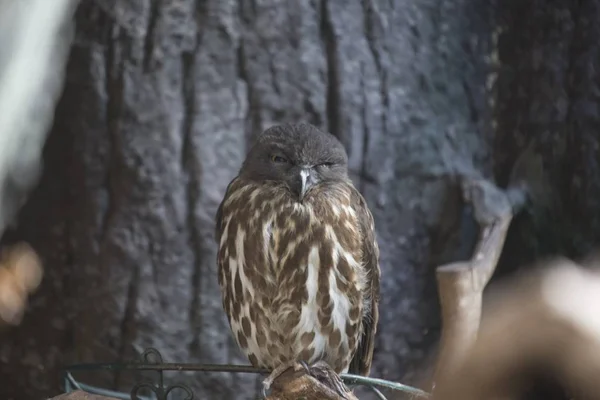 Brown Hawk-owl (Ninox scutulata) — Stock Photo, Image