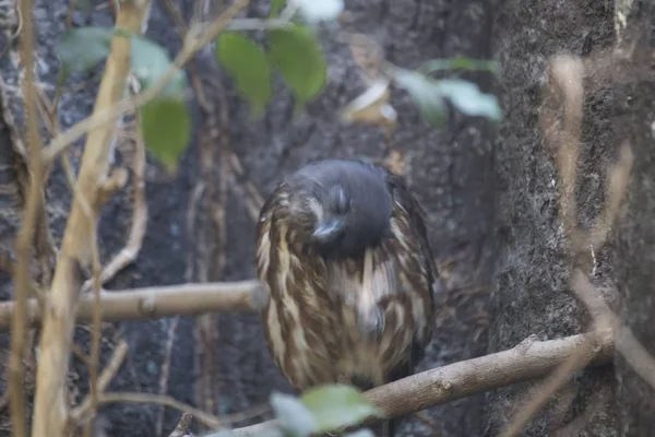 Sowa jarzębata brązowy (Ninox scutulata) — Zdjęcie stockowe