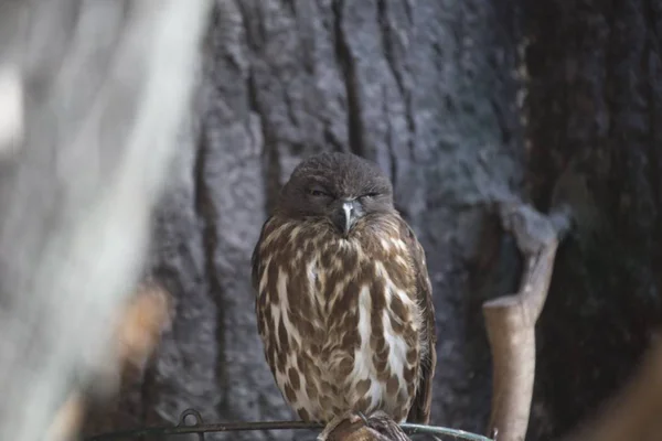 Hawk Kalous (Ninox scutulata) — Stock fotografie