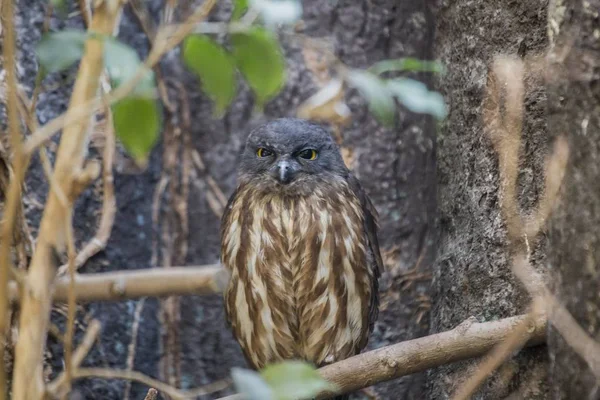 Búho halcón marrón (Ninox scutulata ) — Foto de Stock