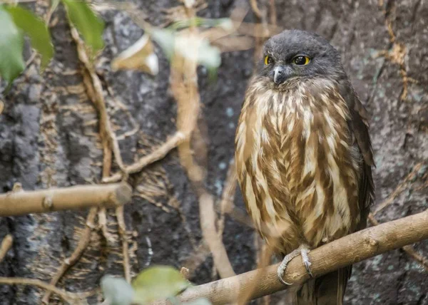 Búho halcón marrón (Ninox scutulata ) — Foto de Stock