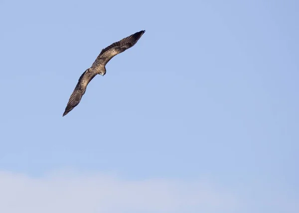 Svart drake (milvus migrans)) — Stockfoto