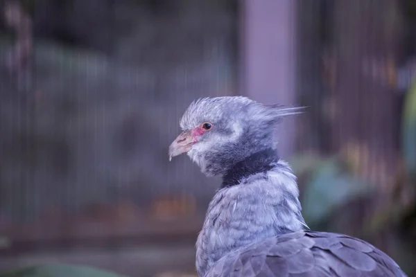 Νότια Screamer (Chauna torquata) — Φωτογραφία Αρχείου